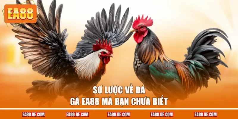 Sơ lược về đá gà EA88 mà bạn chưa biết